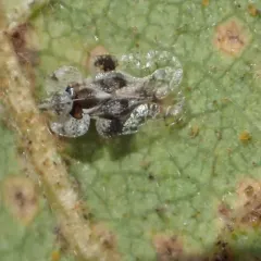 oak lace bug thumbnail 1