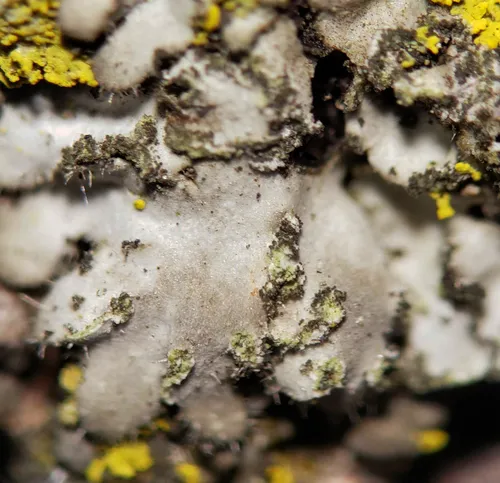 Hairy Shadow Lichen