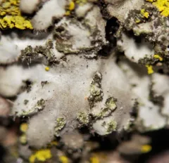 Hairy Shadow Lichen thumbnail 1