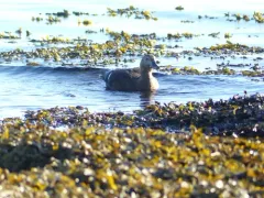 Steller's Eider thumbnail 1