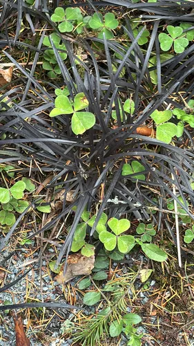 Black mondo grass