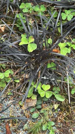 Black mondo grass thumbnail 1