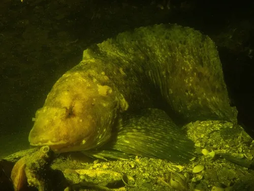 Variegated snailfish
