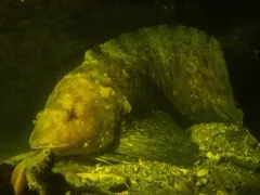 Variegated snailfish thumbnail 1