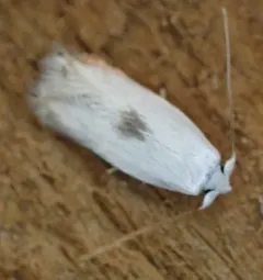 White Eye-cap Moth thumbnail 4