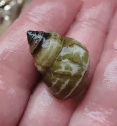 Japanese Mystery Snail thumbnail 4