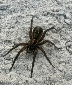 lance wolf spider thumbnail 2