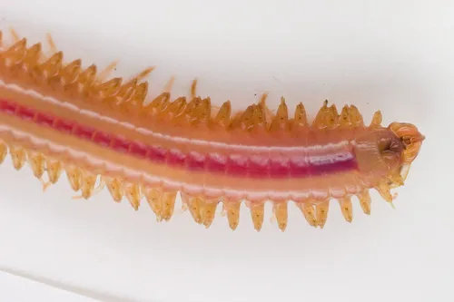 Enipo gracilis