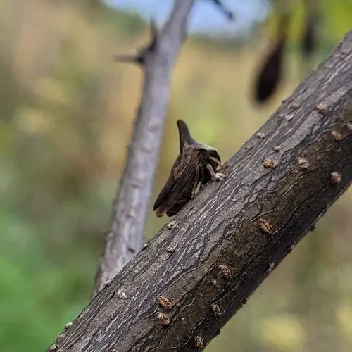 Locust Treehopper