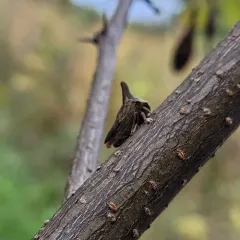 Locust Treehopper thumbnail 1