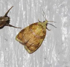 Red-edged Acleris Moth thumbnail 1