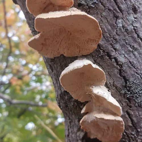 Irpiciporus mollis