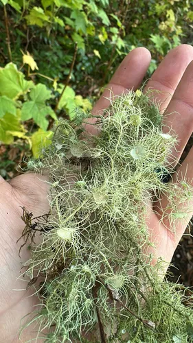 Flowery Lichen