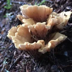 pig's ears thumbnail 4
