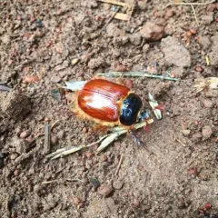 Pleocoma oregonensis thumbnail 2