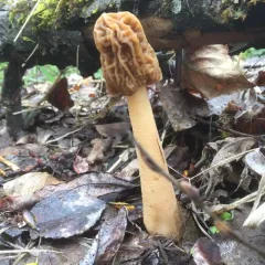wrinkled thimble morel thumbnail 4
