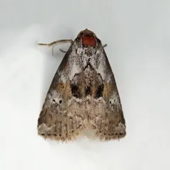 Black-patched Graylet thumbnail 2