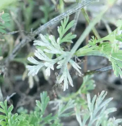 Erysiphe eschscholziae thumbnail 4
