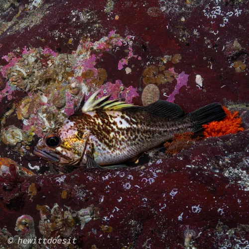 Quillback Rockfish