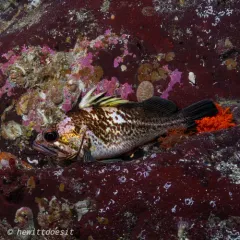 Quillback Rockfish thumbnail 1