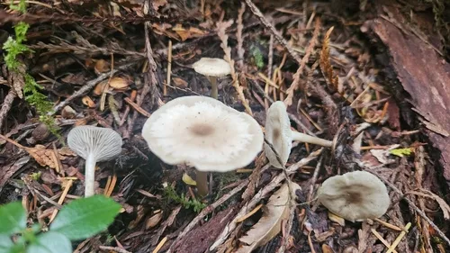Clitocybe amarescens