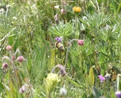Golden-belted Bumble Bee thumbnail 3