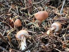 Inocybe lanatopurpurea thumbnail 2