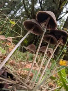 rootlet brittlestem thumbnail 4