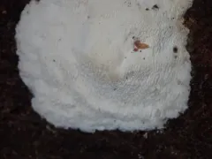 Lentoporia carbonica thumbnail 3