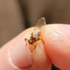 Deer Ked thumbnail 3