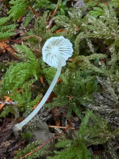 Delectable Bonnet thumbnail 1