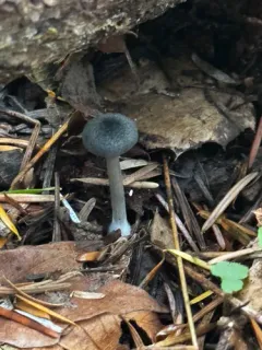 Entoloma rectangulum thumbnail 2