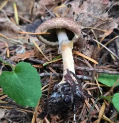 Agaricus kerriganii thumbnail 1