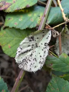 Rubus rust thumbnail 3