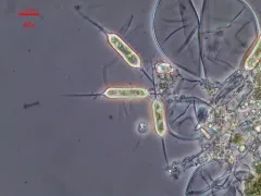 Centritractus belonophorus thumbnail 1