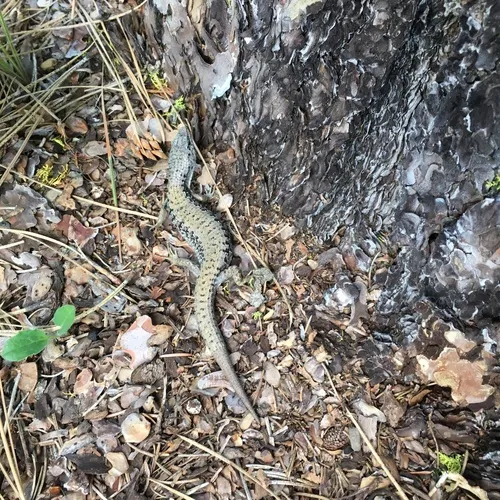 Northern Alligator Lizard