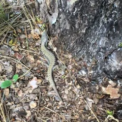 Northern Alligator Lizard thumbnail 1