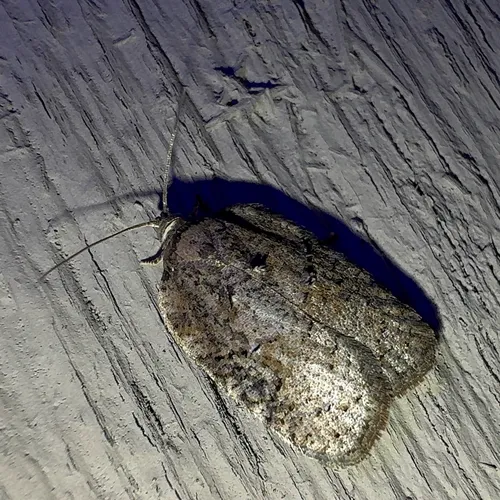 Lesser Maple Leafroller