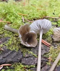 Mycena quiniaultensis thumbnail 2