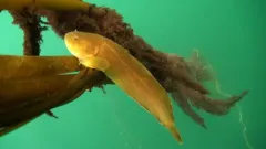Lobefin Snailfish thumbnail 2