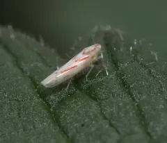 Dikrella cruentata thumbnail 2