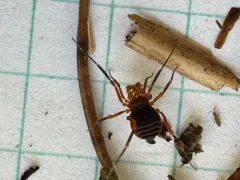 Sclerobunus idahoensis thumbnail 2