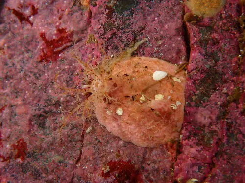 Pale Creeping Pedal Sea Cucumber
