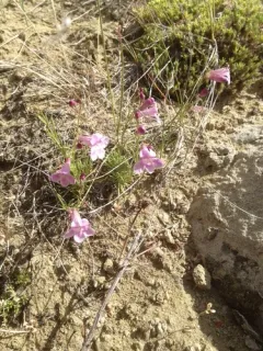 Larchleaf Beardtongue thumbnail 2