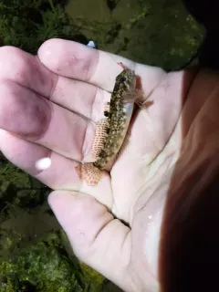 Shoshone Sculpin thumbnail 1