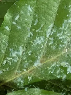 Woolly Beech Aphid thumbnail 4