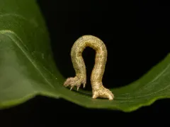 Somber Carpet Moth thumbnail 2