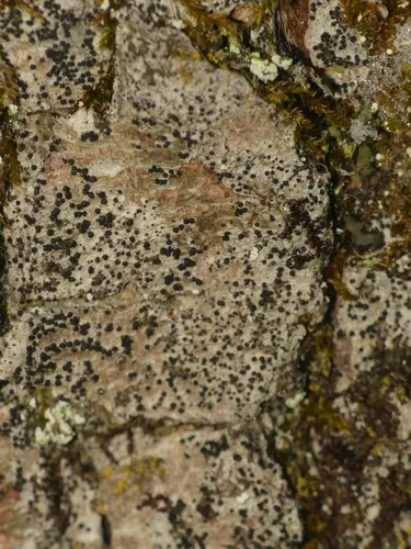 Anisomeridium polypori