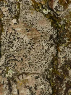 Anisomeridium polypori thumbnail 1