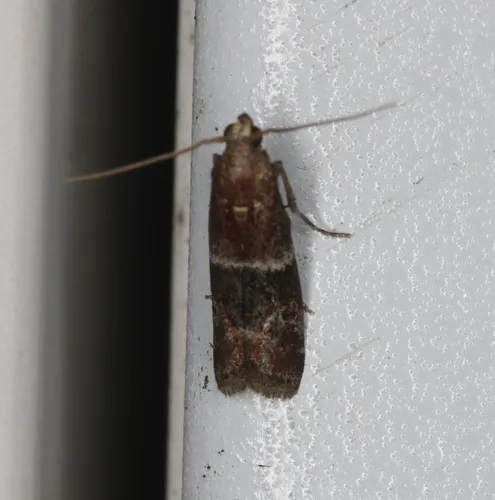 Darker Moodna Moth